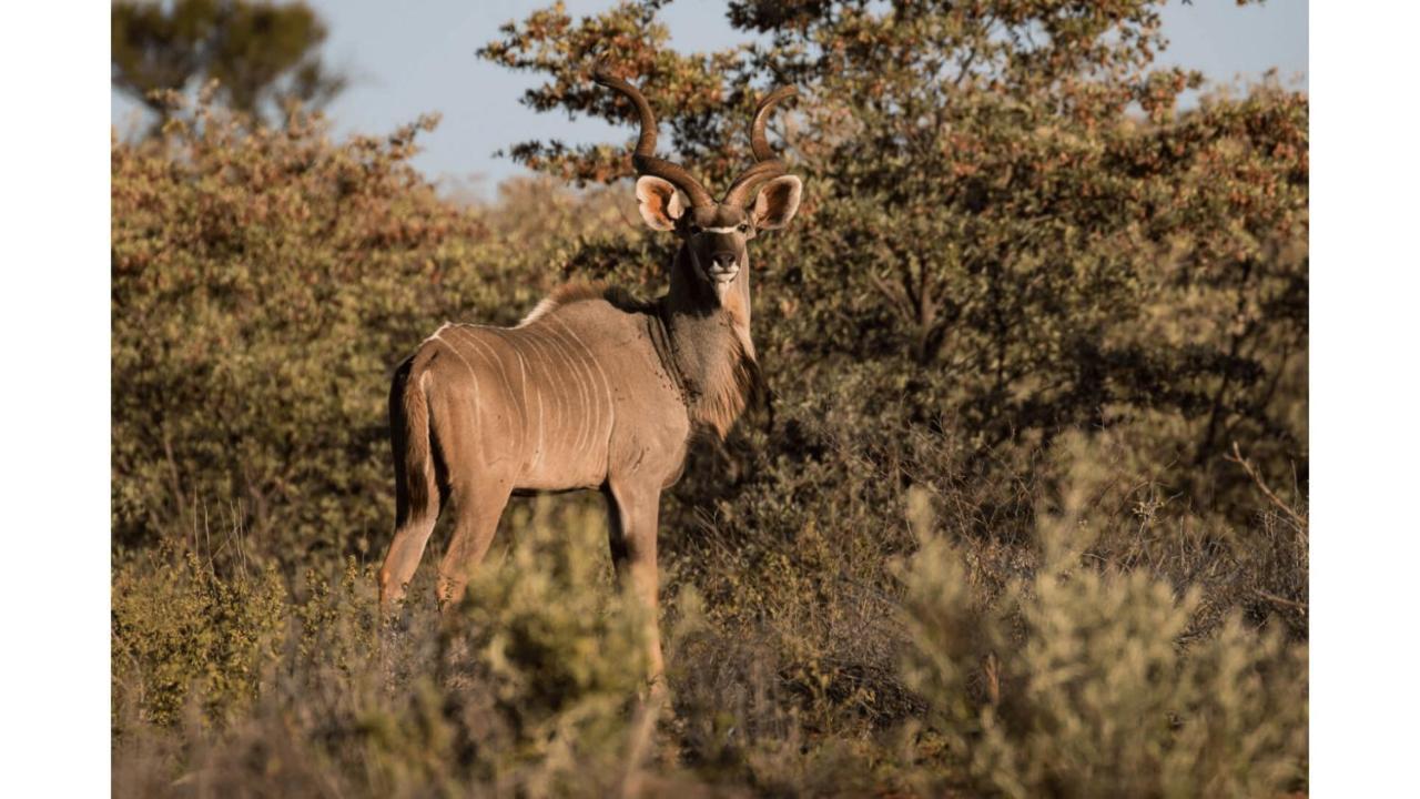 Sandune Game Lodge Gobabis Exterior photo